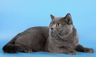 short-coated grey cat