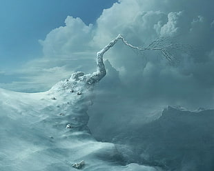 bare tree on cliff under cloudy sky