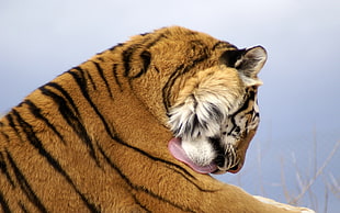 closeup photo of tiger licking his body