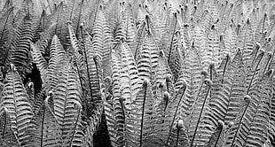 greyscale photo of ferns