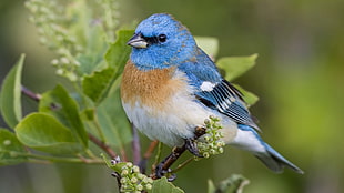 closeup photo of blue, brown, and white bird on tree branch during daytime