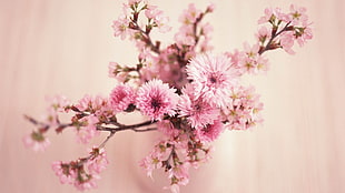 cherry blossom with daisy flower arrangement HD wallpaper