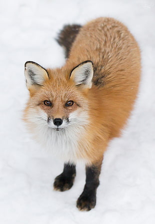 brown Fox on white snow, red fox