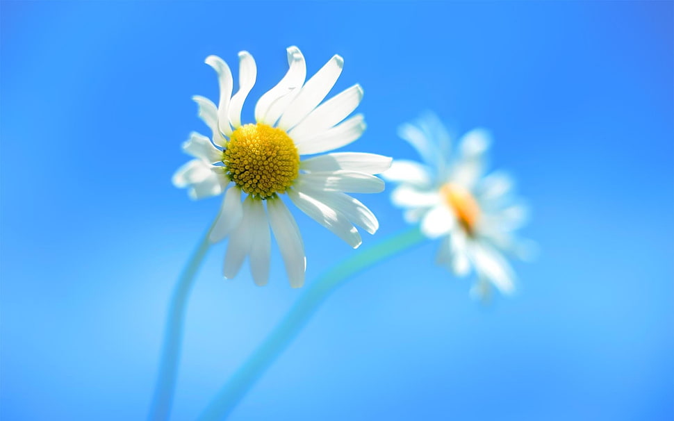selective photography of white daisy flower HD wallpaper