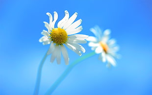 selective photography of white daisy flower