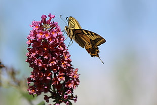 Tiger Swallowtail butterfly perched on pink petaled flower