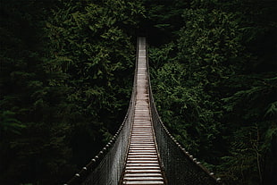 black and white stripe necktie, bridge, nature, trees