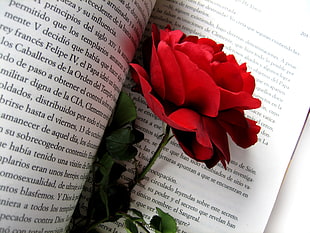 red rose on opened book