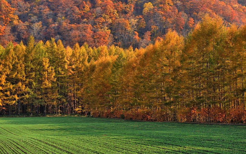 green and brown tree painting, fall, forest, nature, trees HD wallpaper
