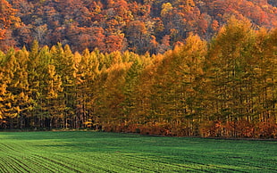 green and brown tree painting, fall, forest, nature, trees