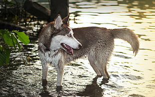 white and brown wolf