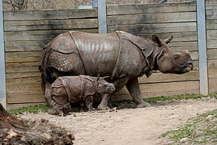 two rhino animals standing in front of brown fence
