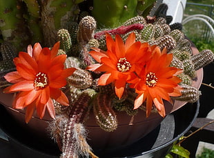 Cactus plant with three red flowers