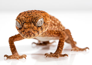 shallow focus photography of brown gecko