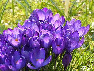 purple Crocus flowers closeup photography