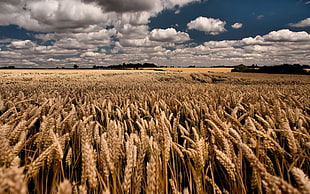 field of wheat grasses, field, landscape, wheat, sky HD wallpaper