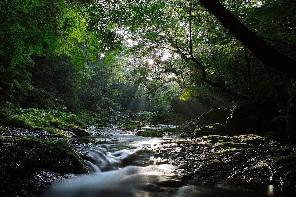 flowing river between trees and rocks during daytime HD wallpaper
