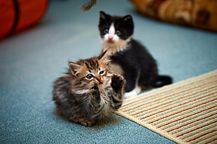 two kittens sitting in area rug