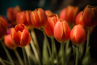 shallow focus on peach colored tulips HD wallpaper