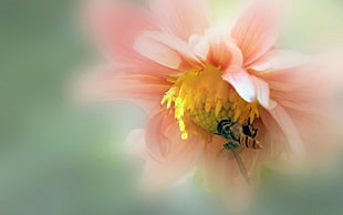 pink petaled flowers shallow photography