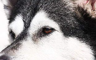 close up photography of white and black Wolf