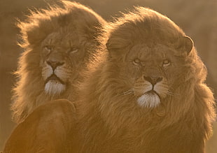 photography of two lions