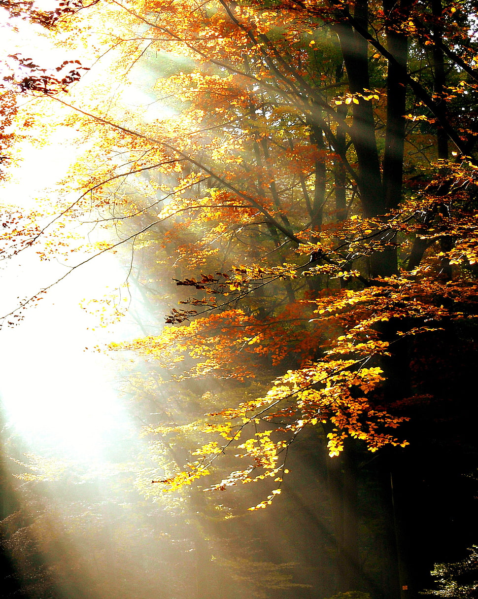 orange leaves trees with sunlight during daytime HD wallpaper