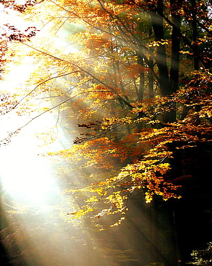 orange leaves trees with sunlight during daytime