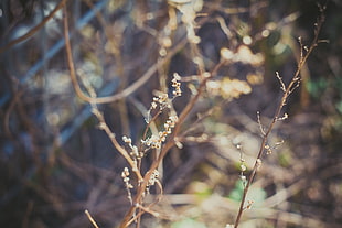 brown twig, spring, flowers, Latvia, Riga