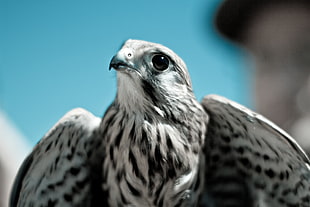 photo of brown falcon