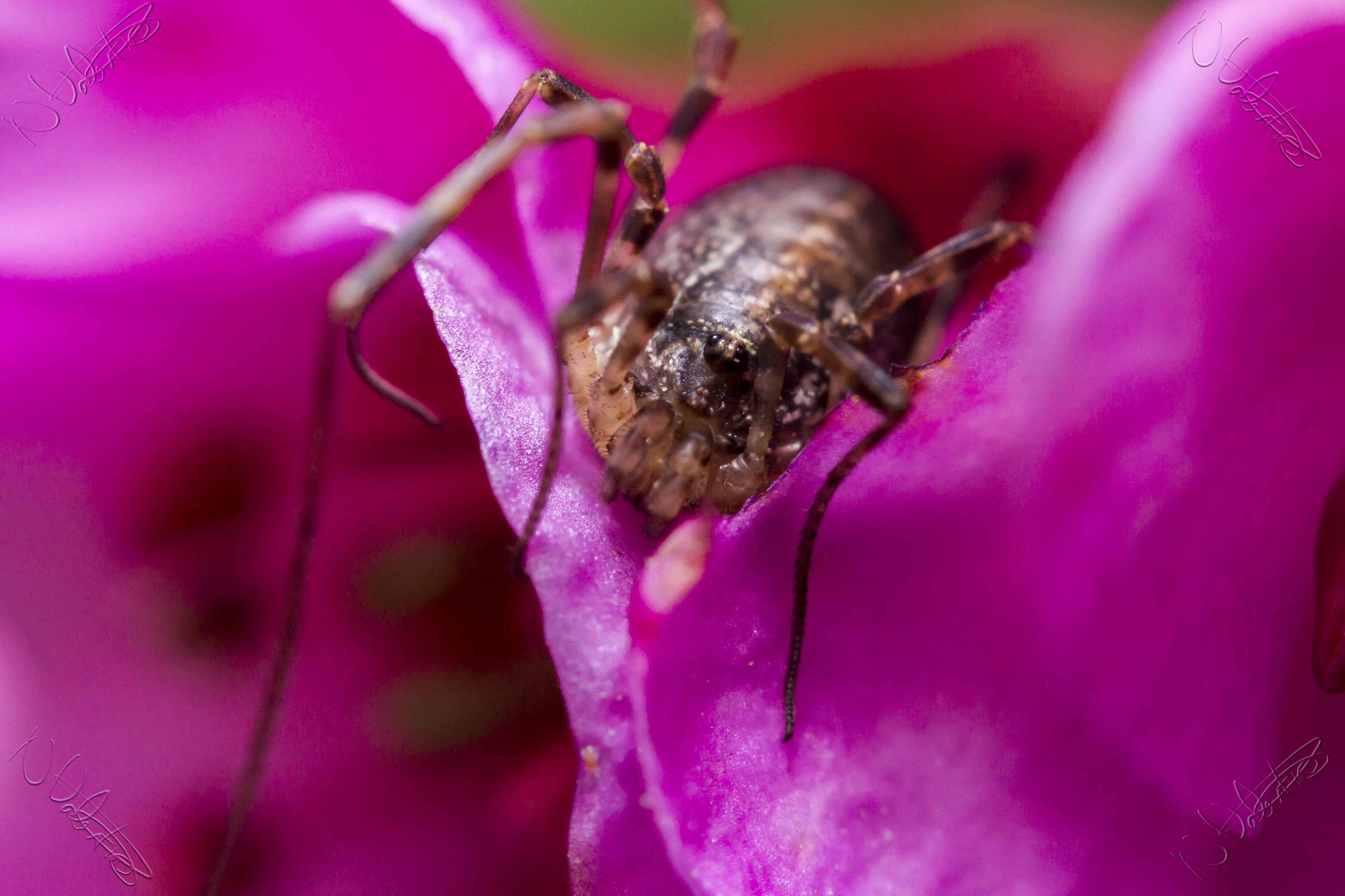 macro photography of brown spider on pink flower