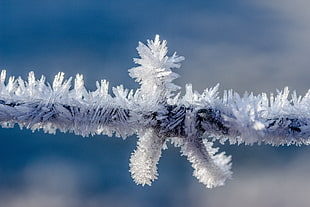 selective focus photography of branch with icicles HD wallpaper