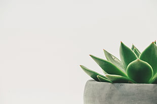 close-up photo of green succulent plant in gray ceramic pot