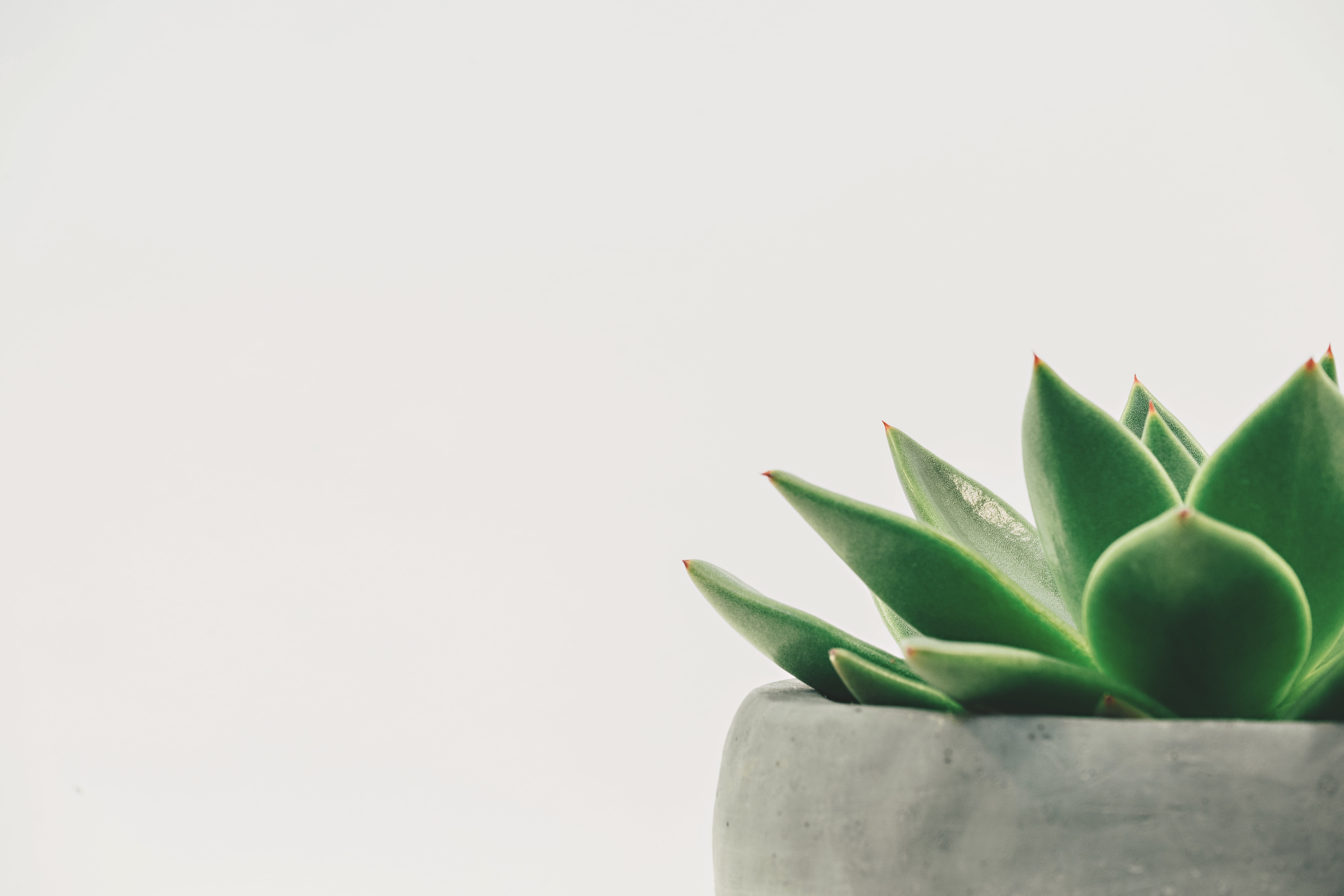 Close up photo of green succulent plant  in gray ceramic 