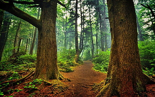 landscape photo of forest with big tree trunks