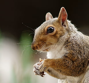 close-up photo of squirrel