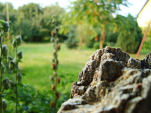 selective focus photography of rock, plants, stone, garden HD wallpaper