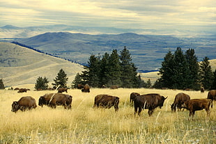 herd of buffalo, national bison range HD wallpaper