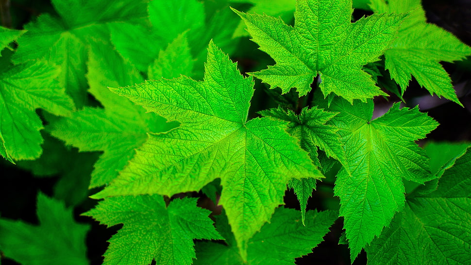 green plant, nature, leaves, closeup, macro HD wallpaper