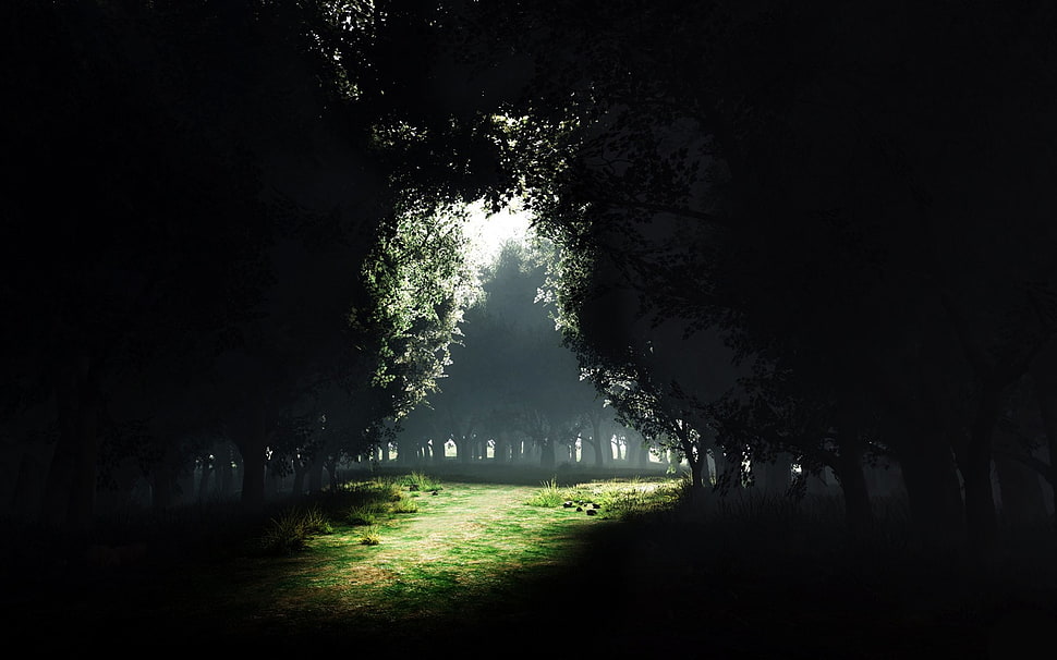 green grass, dark, forest, sunlight, landscape HD wallpaper