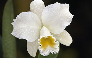 white and yellow Cattleya Orchid flower