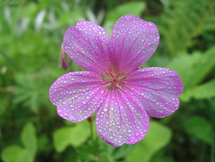 macro shot of pink petaled flower with droplets