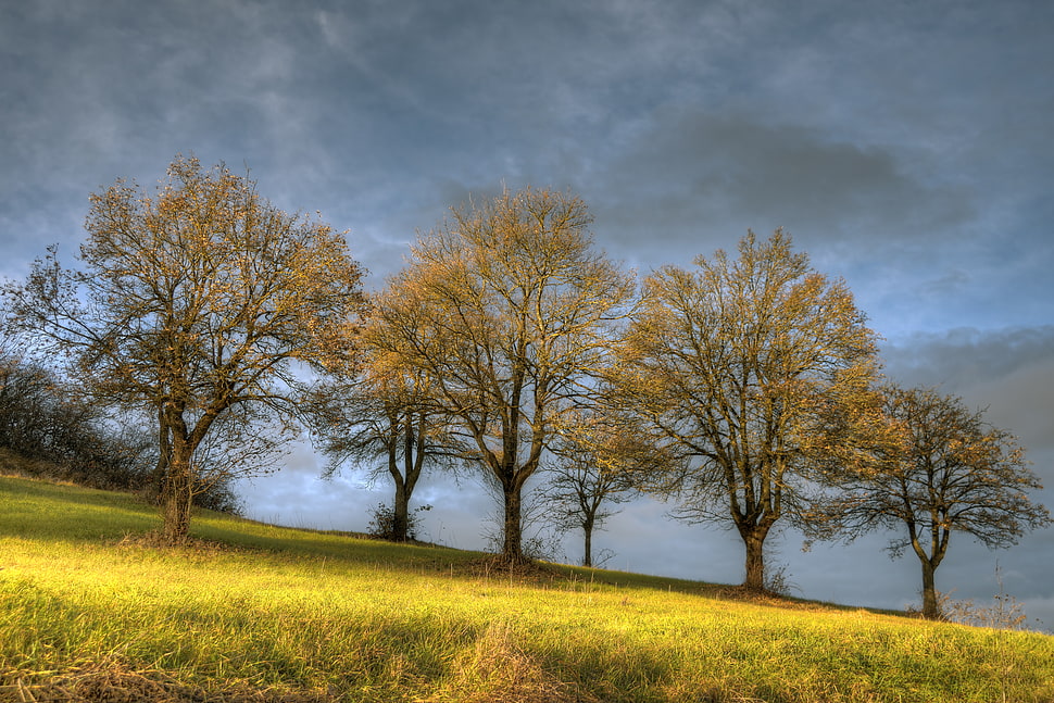 yellow leaf tree, castellarano, italia HD wallpaper