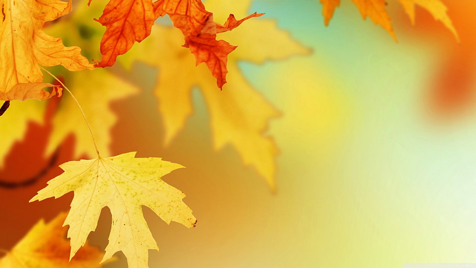 yellow maple leaf, nature, macro, leaves HD wallpaper