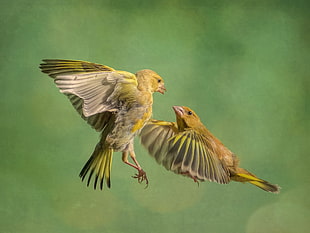 close up focus photo of two flying birds HD wallpaper