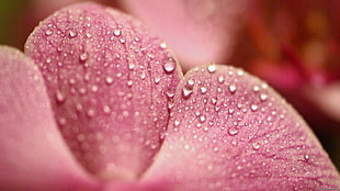 closeup photography of pink petaled flower with water droplets