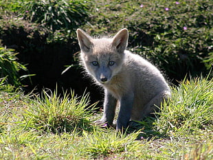 Wildlife photography beige fox