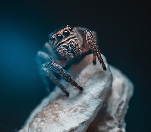 gray and brown arachnid