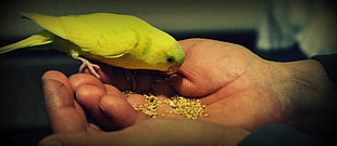 green bird eating on human palm