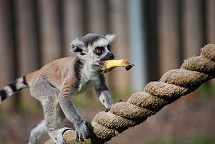 selective focus photography of mammal biting something while climbing on brown rope HD wallpaper